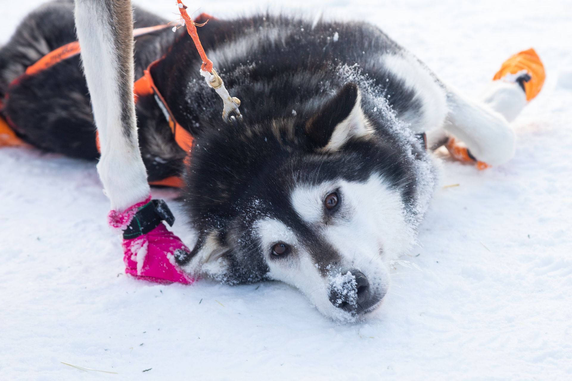 Hund foto Nadja Galak.jpg